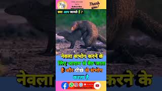 नेवला संवाद mating के बारे में रोचक तथ्य 🥶🦨sorts viral facts animals trending ytshort [upl. by Panther]