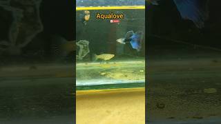 hp blue💙tamil fish short aquarium youtube guppy coimbatore youtubeshorts aquariumfish love [upl. by Elyn662]