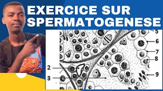 SVT TERMINALE  EXERCICE SUR LA SPERMATOGENESE [upl. by Olraced895]