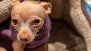 Dad Tries to Comfort Scared Chihuahua During a PTSD Episode [upl. by Mahan]