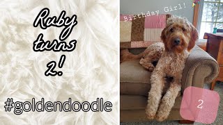 Goldendoodle Puppy Growing Up [upl. by Lasley]