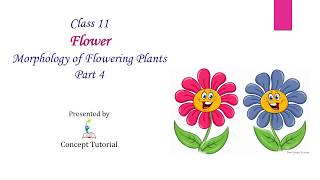 Morphology of Flower  ActinomorphicZygomorphic  HypogynousEpigynousPerigynous Biology Class 11 [upl. by Yrotciv679]