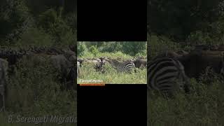 Serengeti Migration  one of the Amazing wonders of the natural world [upl. by Durston]