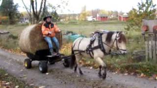 Qveiars Leil Gaist pulling home a strawbale [upl. by Enamrahc]