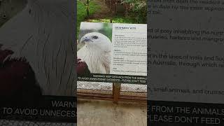 Brahminy Kite  manilazoo [upl. by Auhsaj]