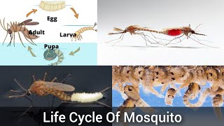 Mosquito Life Cycle  मच्छरों का जीवन चक्र  In Hindi lifecycle MsUncountableFacts [upl. by Immac937]