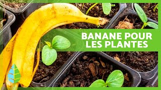 PEAU DE BANANE comme ENGRAIS pour PLANTES 🍌🌿 Engrais fait maison ✅ [upl. by Pine]