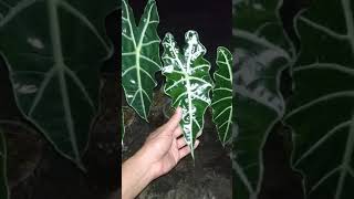 Alocasia amazonica  Fazza Nursery  popular plants [upl. by Eirrab]