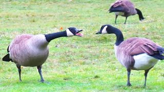 Canada Geese HONKING ARGUMENT Gets Heated [upl. by Ditter]