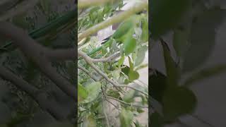 tota urr gya Parrot Videos parrotshorts MySweatBirds [upl. by Obeng]