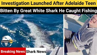 Investigation launched after Adelaide teen bitten by great white shark he caught fishing Channel 86 [upl. by Spiers898]