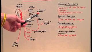 Cranial Nerve IX  Anatomy Lecture for Medical Students  USMLE Step 1 [upl. by Nowujalo]