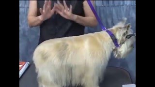 How to Groom a Cairn Terrier Video at youtubecom [upl. by Vinn]