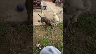 Dogs Unresponsive to Fence Aggression [upl. by Zacherie735]