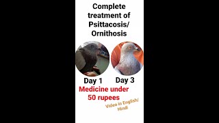 Complete treatment for PsittacosisOrnithosis shukarog in birds antibiotic medication under 50 [upl. by Ire]