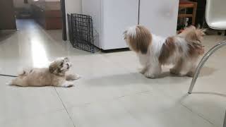 Shih Tzu Barking 1 Molly and Loly [upl. by Deden784]