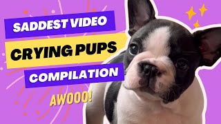 Crying Puppies Compilation the saddest French Bulldog pups 😭 [upl. by Diahann516]