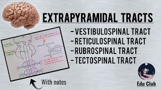 Extrapyramidal Tracts  Descending Tracts  Vestibulo Reticulo Rubro and Tectospinal Tracts [upl. by Ambert]