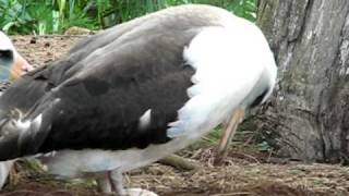 Laysan Albatross laying an egg part 2 [upl. by Aynwat]