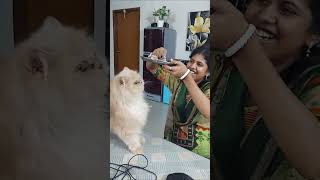 অবিশ্বাস্য বিড়ালটার মনে কোন লোভ লালসা নাই  Funny  Comedy  Funny Animals  Cat [upl. by Airalav]