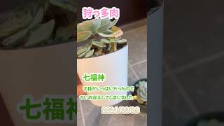 狩っ多肉20241018七福神お迎え狩っ多肉多肉植物 succulent [upl. by Namwen]