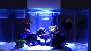 Fluval Edge 6G LPS Reef Tank [upl. by Ruskin]