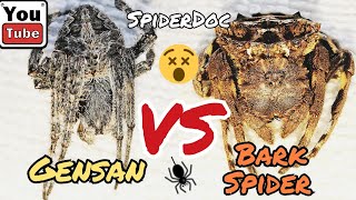 SUPERFIGHT GENSAN vs BARK Spider Ang Malupit na Derby Spider Spider Fight [upl. by Kinelski]