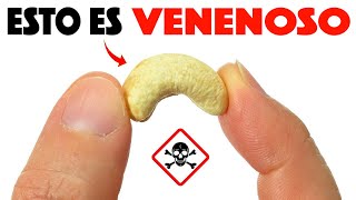 Top 10 Alimentos Comunes Muy Peligrosos que la Gente Sigue Comiendo [upl. by Ayortal]