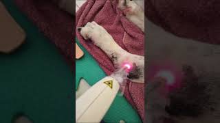 LASER V E IV FISIOTERAPIA VETERINÁRIA Drª Giulia MestreUFRRJ [upl. by Timmons]