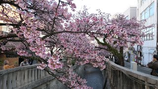 熱海 あたみ桜 糸川桜まつり 満開 2024年1月29日月 [upl. by Oiluarb]