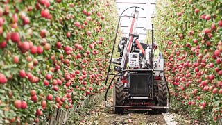 How to produce millions of Apple Tree  Apple Seedlings Production  Harvesting and processing Apple [upl. by Katee]