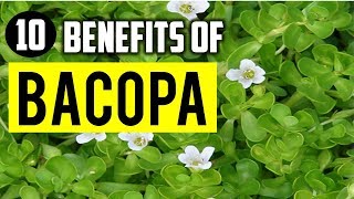 10 Amazing Benefits Of Bacopa monnieri or Brahmi For Skin Hair And Health [upl. by Prader255]