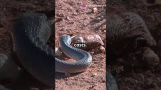 Shocking Fact About Black mambas You Didnt Know facts animalfacts blackmamba dangerous [upl. by Enihpad769]