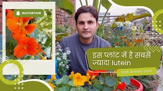 इसके फूलों की सलाद आंखों के लिए है बहुत फायदेमंद  Tropaeolum majus garden nasturtium plant care 🌿 [upl. by Stockton161]