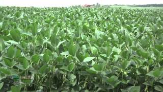 Farm Basics 738Soybean Growth Stages Air Date 52712 [upl. by Dagna105]