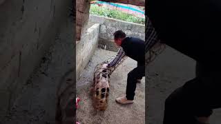 The process of loading piglets in bamboo cages [upl. by Ramirolg]