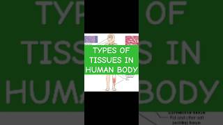 Types of tissues in human bodyNursingeducationland nursinganatomycelltissuetypesphysiology [upl. by Fem930]