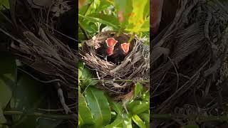 Yellow vented Bulbul chicks hungry [upl. by Adnylam]