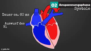 Die Funktion des Herzens 2  Der Zyklus [upl. by Ahsauqal]