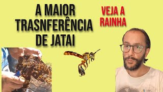 Maior colméia de jatai que já vi fazer transferência [upl. by Potash308]