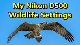 My D500 Wildlife Settings [upl. by Adniroc]