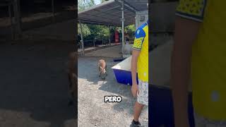 Confirmamos combate para la Velada V illojuan yosoyplex shortvideo [upl. by Aneerbas97]