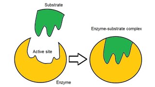 Topic 4  Biocatalysis  Inducedfit model [upl. by Nnylcaj649]