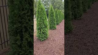 Emerald Green arborvitae [upl. by Keese321]