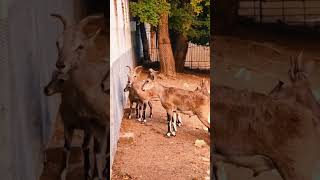 🦬 Полорогие лат Bovidae — крупное семейство жвачных парнокопытных животныезоопарка zoo [upl. by Yrreb770]