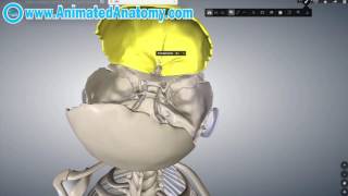 Skull Anatomy  Inside And Inferior Head Anatomy 3 [upl. by Oal]