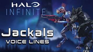 Halo Infinite Campaign  Jackals Voice Lines [upl. by Garret703]