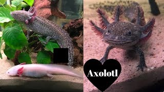 TUTTO sullAXOLOTL  consigli🦎Ambystoma Mexicanum [upl. by Jayne]