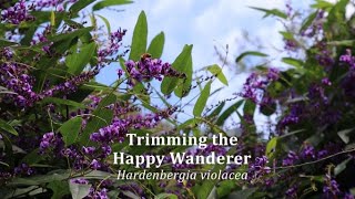 GrowHome  Satisfying Trimming the Happy Wanderer  Hardenbergia violacea  Gardening  AMSR  4K [upl. by Yasmin154]