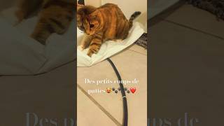 chat drôle et intelligentecomment stopper le mouvementcat funny cute shortsyoutube viral [upl. by Drofiar]